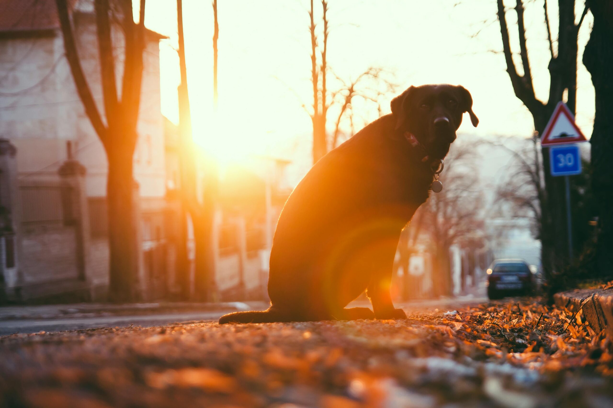Como Refrescar Seu Cachorro no Calor: Dicas Essenciais para o Bem-Estar do Seu Pet
