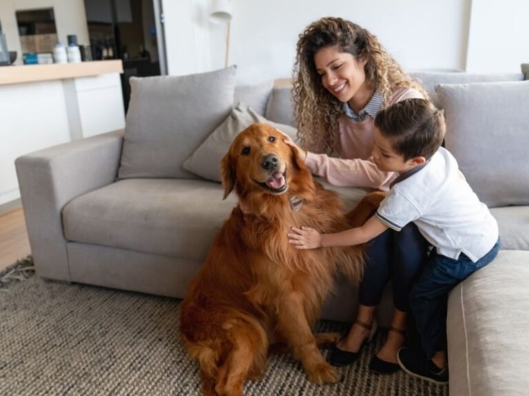 Como garantir liberdade e conforto para pets em lares pequenos